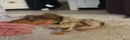 Miniature Dachshund dogs for sale: 3 beautiful dachshund pups  - Advert 2
