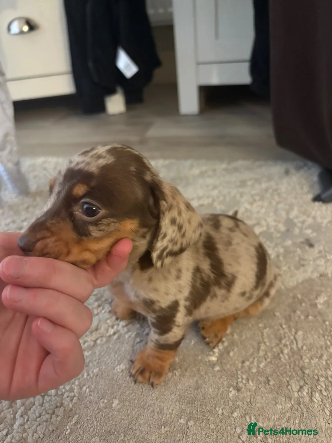 Miniature Dachshund dogs for sale: 3 beautiful dachshund pups  - Advert 2