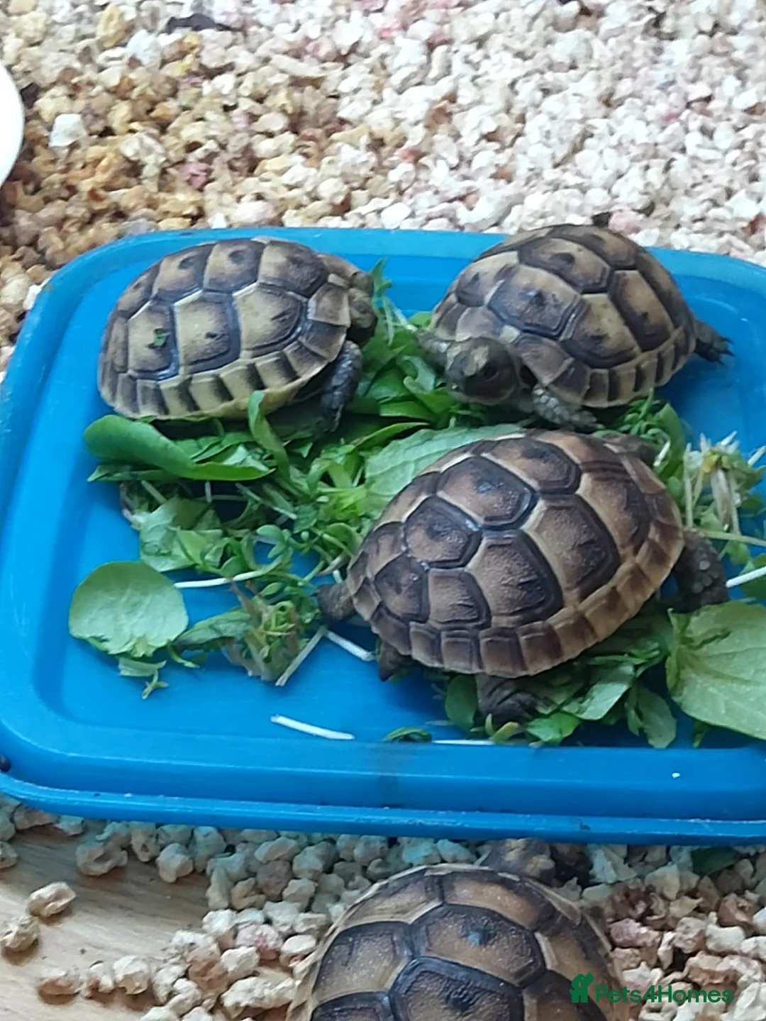 Tortoise reptiles for sale: Mediterranean spur thighed baby tortoises  - Advert 2