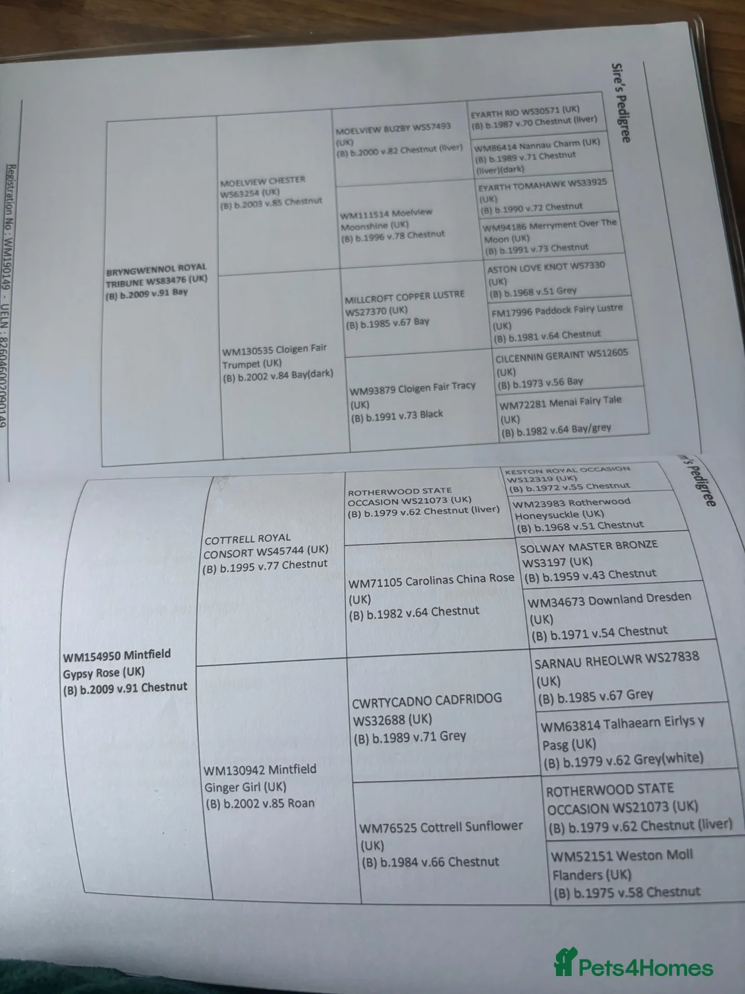 Welsh Section B horses for sale: Lucky in Narberth - Advert 2