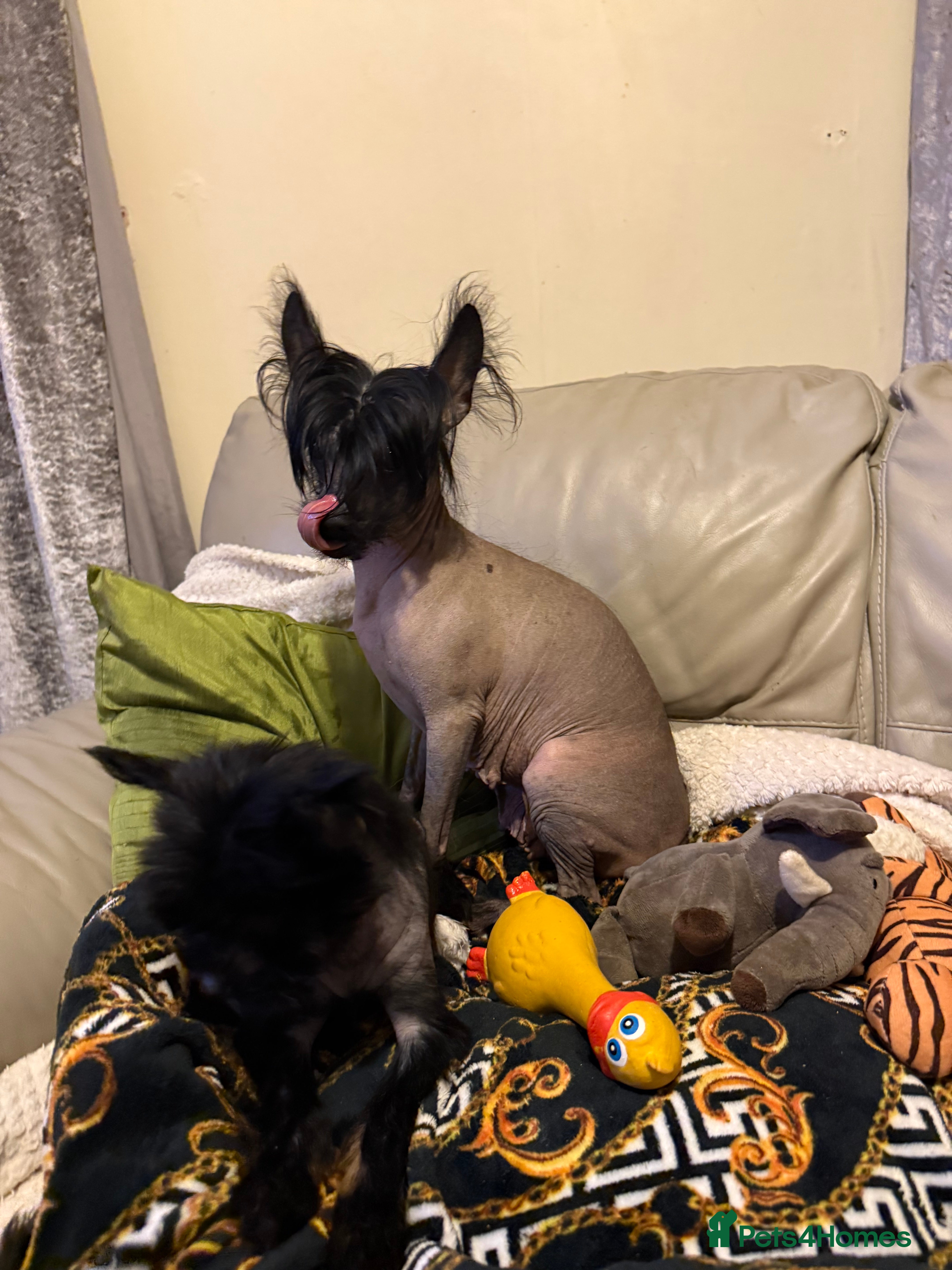 Chinese Crested dogs 5 Baby Chinese Crested Seeking Their Forever Homes - Advert 8