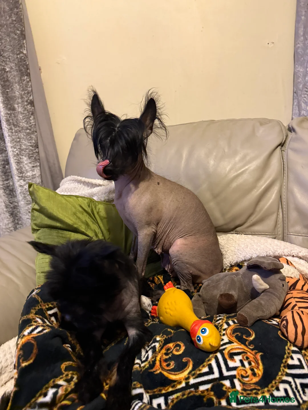 Chinese Crested dogs for sale: 5 Baby Chinese Crested Seeking Their Forever Homes - Advert 21