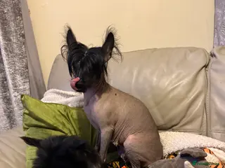 Chinese Crested dogs 5 Baby Chinese Crested Seeking Their Forever Homes - Advert 6