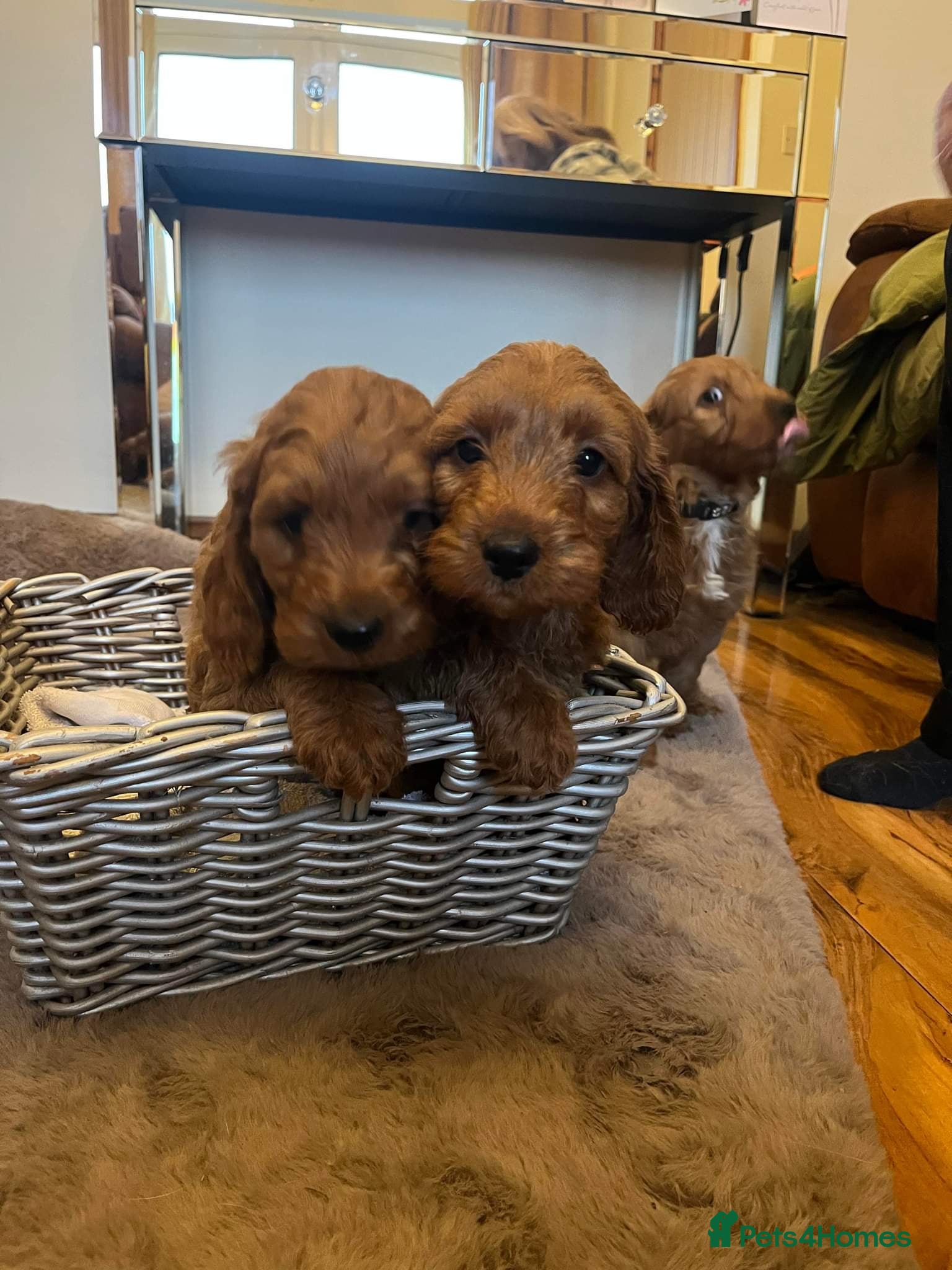 Cockapoo dogs Cockerpoo  - Advert 1