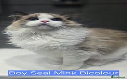 Ragdoll cats for sale: Registered Tica Pedigree Ragdolls - Image 2