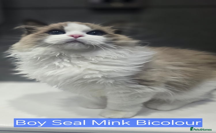 Ragdoll cats - Advert 12