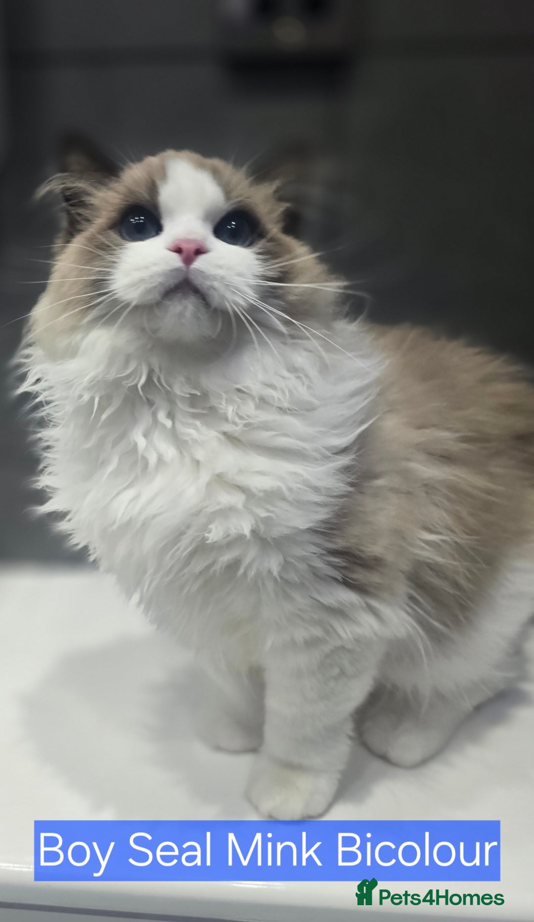 Ragdoll cats for sale: Registered Tica Pedigree Ragdolls - Image 2