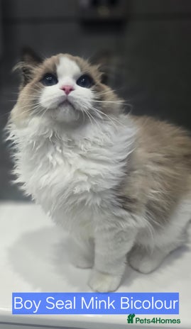 Ragdoll cats - Advert 15