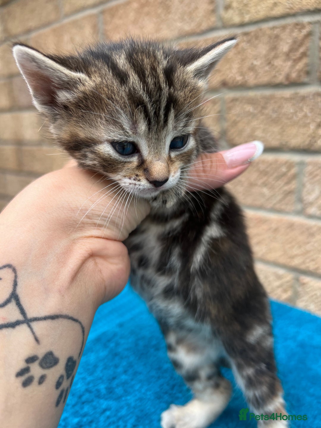 British Shorthair cats for sale: Multicoloured tabby kittens  - Image 7