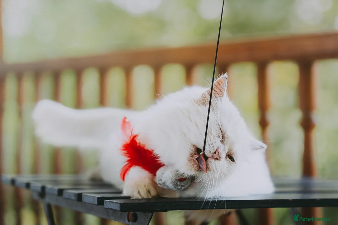 Persian cats for adoption: RESERVED - Agi, Persian, aged 7 - Advert 5