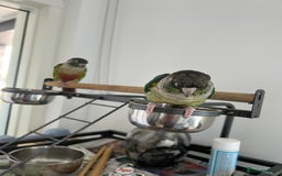 Conures birds for sale: Conures pairs  - Image 4