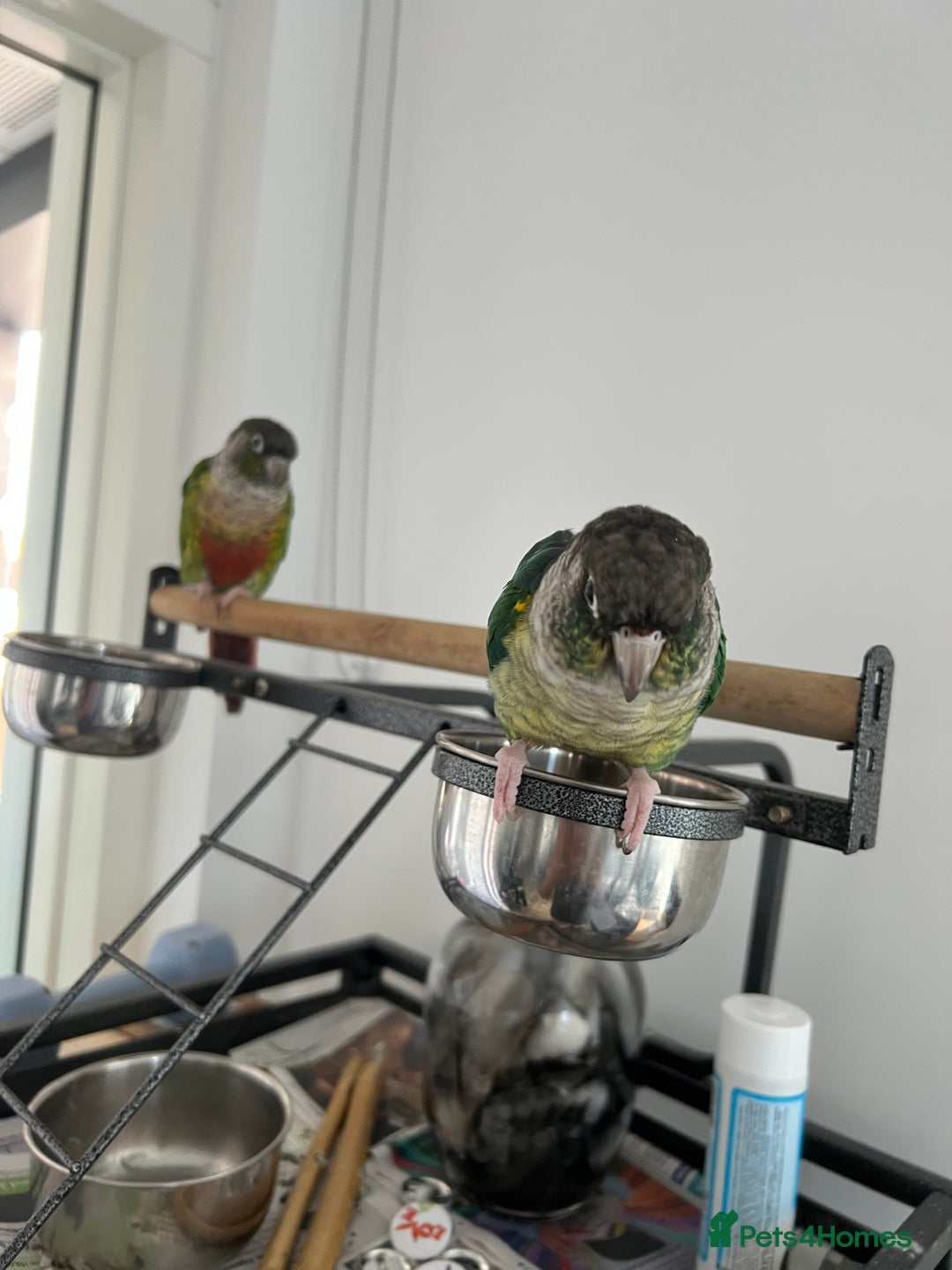 Conures birds for sale: Conures pairs  - Image 4