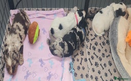 Sprocker dogs for sale: STRIKING SPROCKER SPANIEL PUPPIES  - Image 19