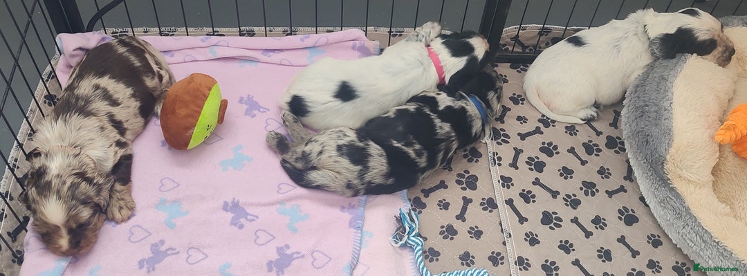 Sprocker dogs for sale: STRIKING SPROCKER SPANIEL PUPPIES  - Image 19
