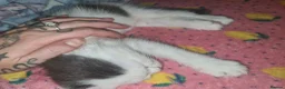 Mixed Breed cats for sale: Bunch of happy kittens in Shildon - Advert 3