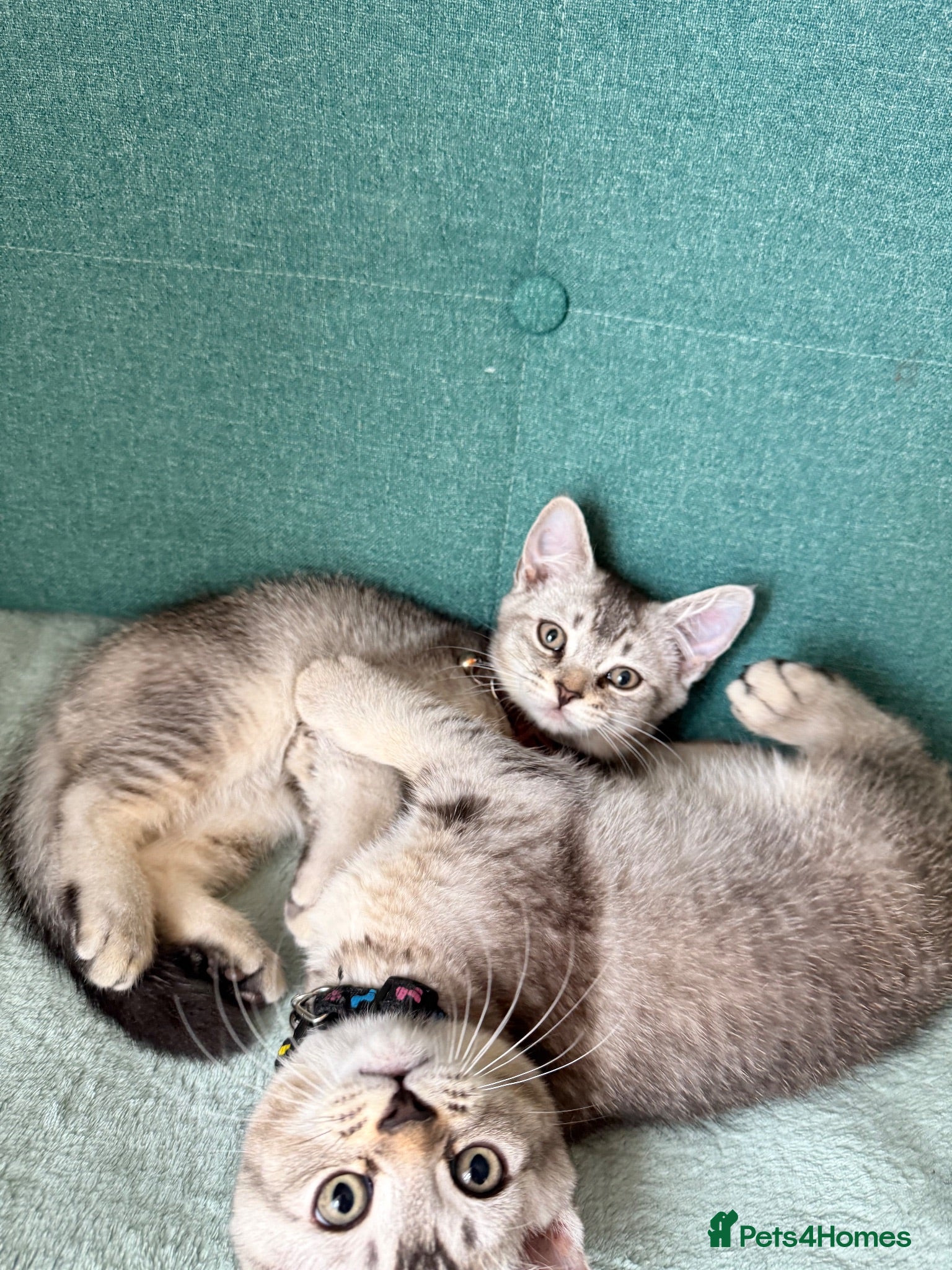 Scottish Fold cats  Two last boys left Pure Scottish Straight  - Advert 20