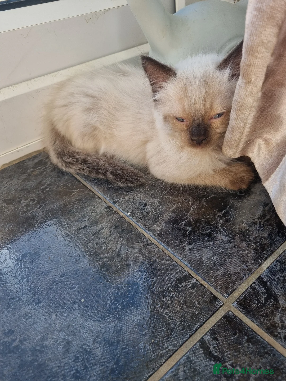 Ragdoll cats for sale: Beautiful ragdoll kitten - Advert 13