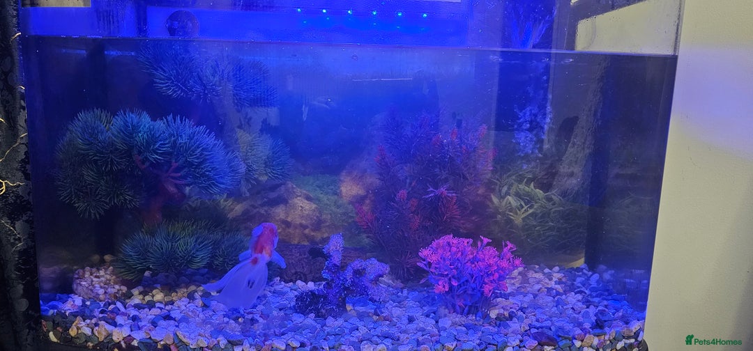 Goldfish fish for sale: Fish tank 75 liters plus all accessories - Advert 2