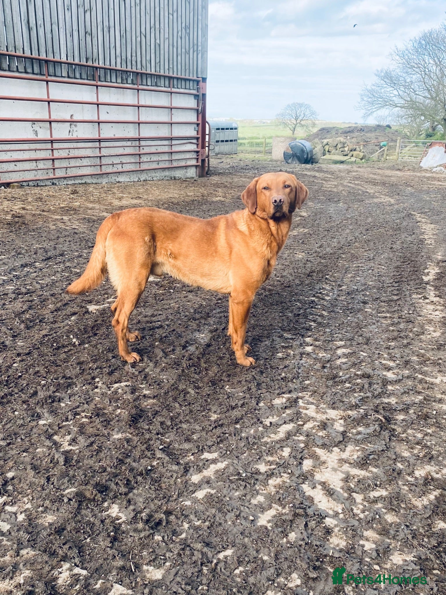 Labrador Retriever dogs Stunning KC REG fox red Labrador male  - Advert 1
