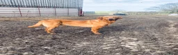 Labrador Retriever dogs for sale: Stunning KC REG fox red Labrador male  - Advert 1