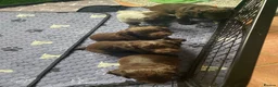 Cocker Spaniel dogs for sale: Beautiful working cocker spaniels  - Advert 2