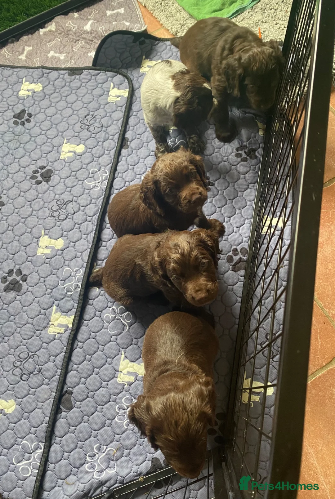 Cocker Spaniel dogs for sale: Beautiful working cocker spaniels  - Advert 2