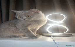 British Shorthair cats for sale: Leo            - Advert 1