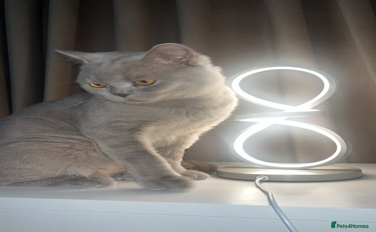 British Shorthair cats Leo            - Advert 5