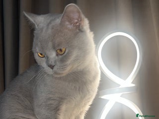 British Shorthair cats for sale: Leo - Advert 1