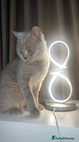 British Shorthair cats Leo - Advert 5