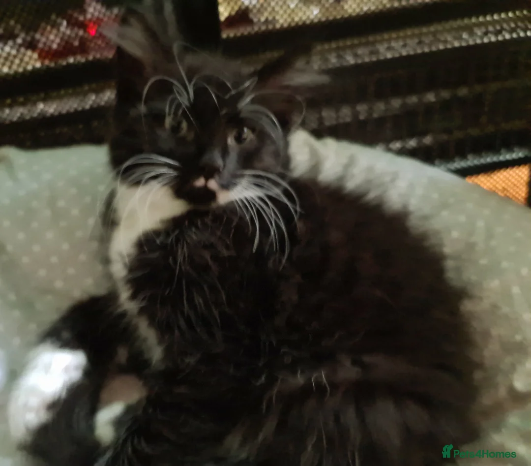 Mixed Breed cats for sale: Mixed bread - Advert 2