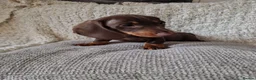Miniature Dachshund dogs for sale: Beautiful Miniature Smooth Haired Dachshund  - Advert 1