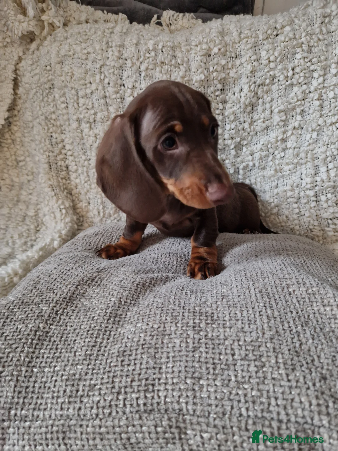 Miniature Dachshund dogs for sale: Beautiful Miniature Smooth Haired Dachshund  - Advert 1