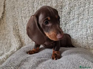 Miniature Dachshund dogs Beautiful Miniature Smooth Haired Dachshund - Advert 5