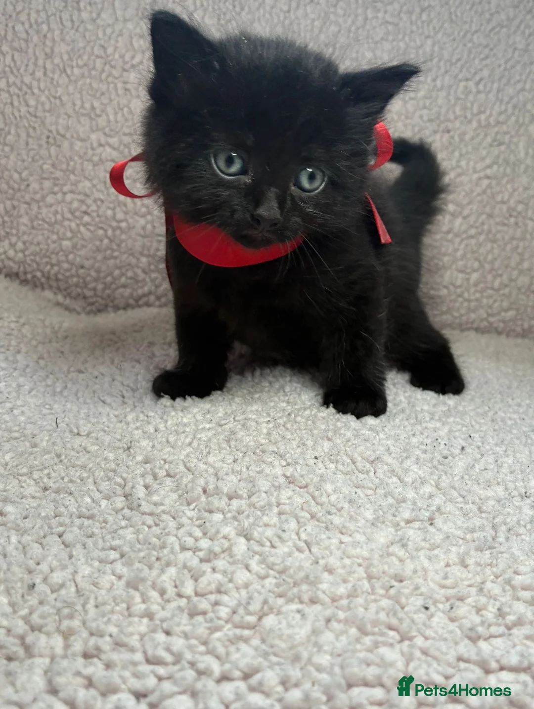 Mixed Breed cats for sale: Five Wonderful, Kichens, Very, Pretty Looking  - Advert 1