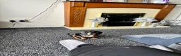 Miniature Dachshund dogs for sale: Smooth haired miniture  in Walsall - Advert 2