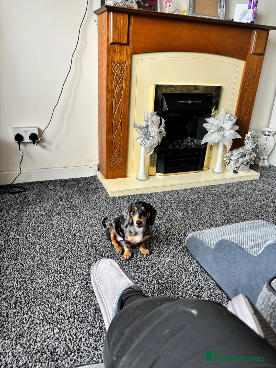 Miniature Dachshund dogs for sale: Smooth haired miniture  in Walsall - Advert 2