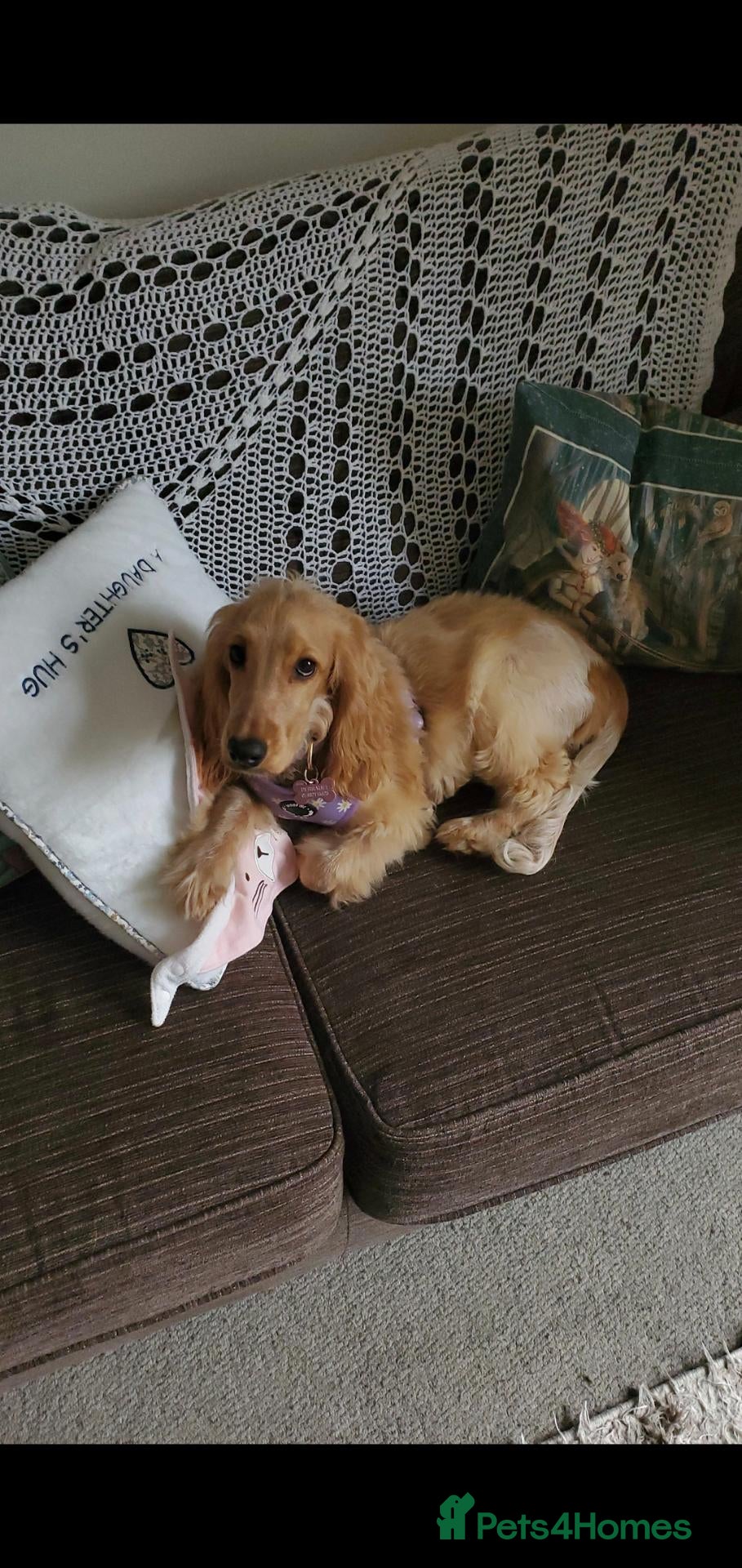 Cocker Spaniel dogs Very loving 7 month female cockerspaniel  - Advert 1