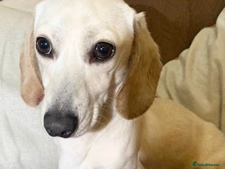 Miniature Dachshund dogs Cream Daschund boy - Advert 6