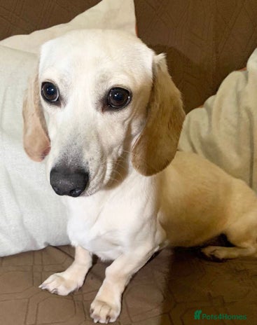 Miniature Dachshund dogs Cream Daschund boy - Advert 8