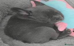 French Bulldog dogs for sale: Ready now Beautiful French bulldog puppies - Image 4