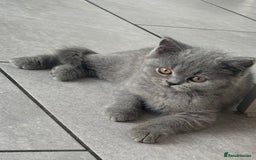 British Shorthair cats for sale: Stunning British Shorthair kittens - Image 1