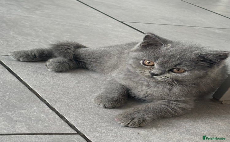 British Shorthair cats - Advert 1