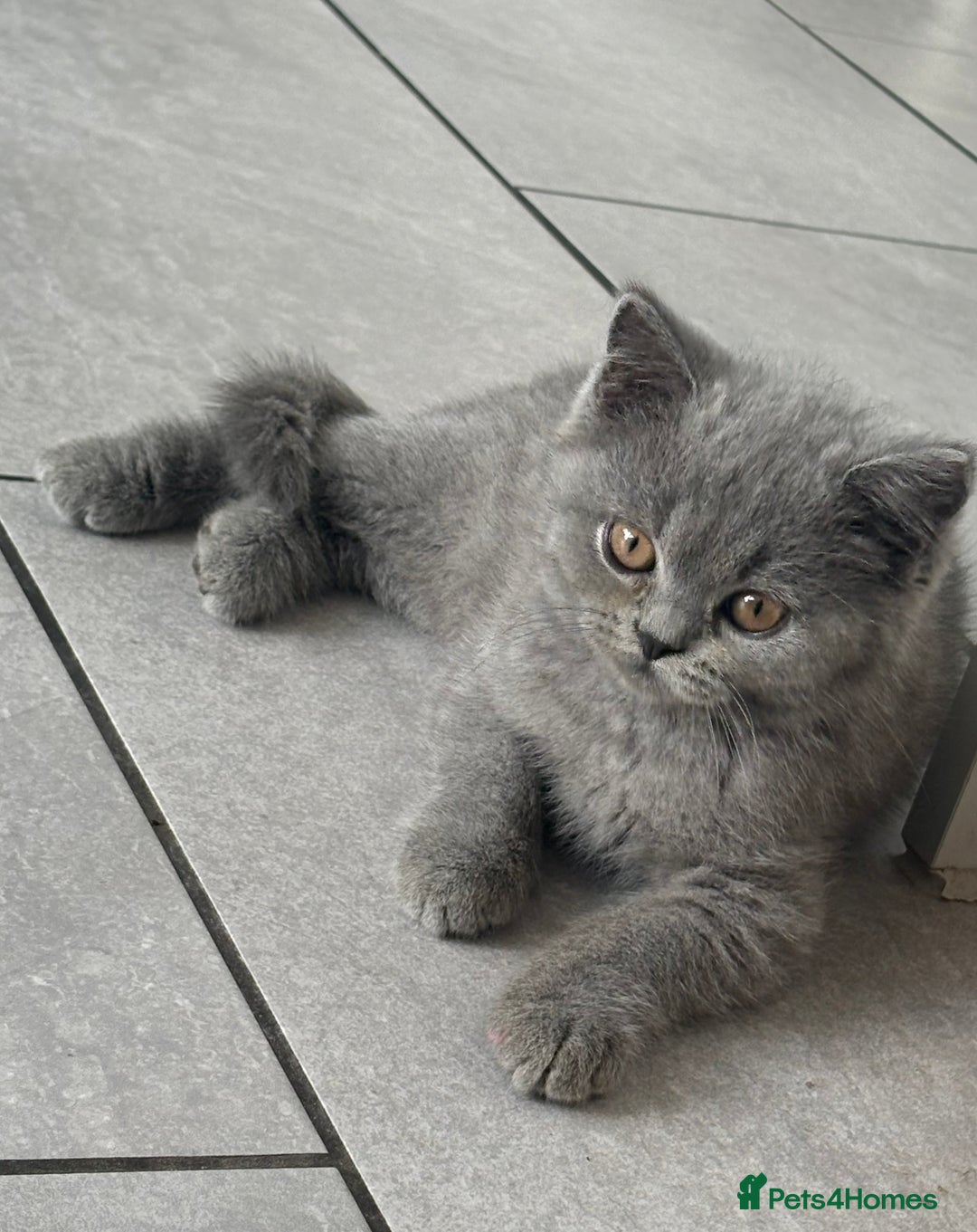 British Shorthair cats for sale: Stunning British Shorthair kittens - Image 1
