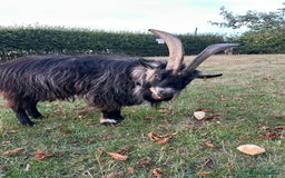 Goats livestock for sale: Beautiful Pygmy goats for sale £100-£200 - Image 7