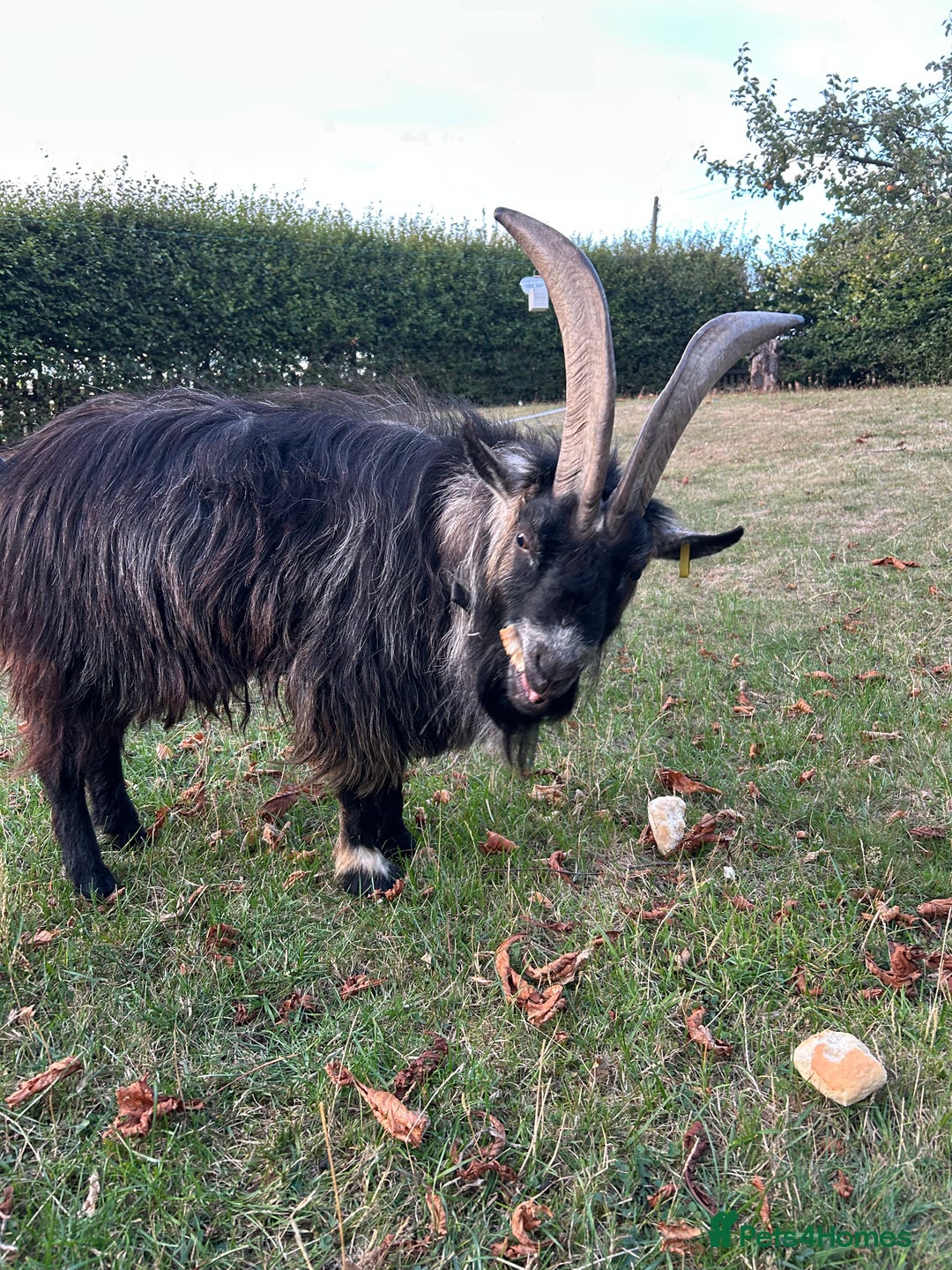 Goats livestock for sale: Beautiful Pygmy goats for sale £100-£200 - Image 7