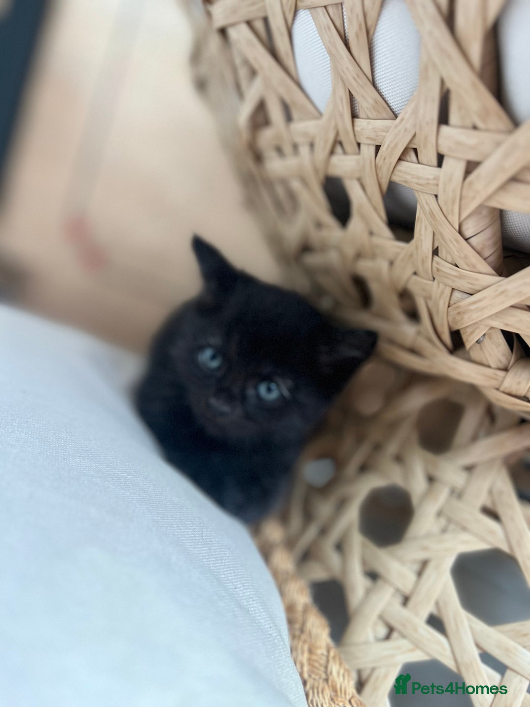 British Shorthair cats for sale: 4 kittens  - Image 5