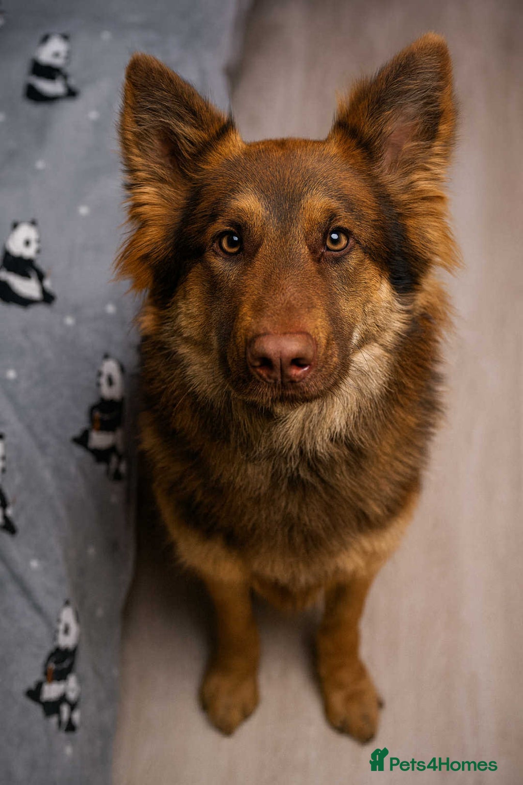 German Shepherd dogs for sale: German shepherd  - Advert 3