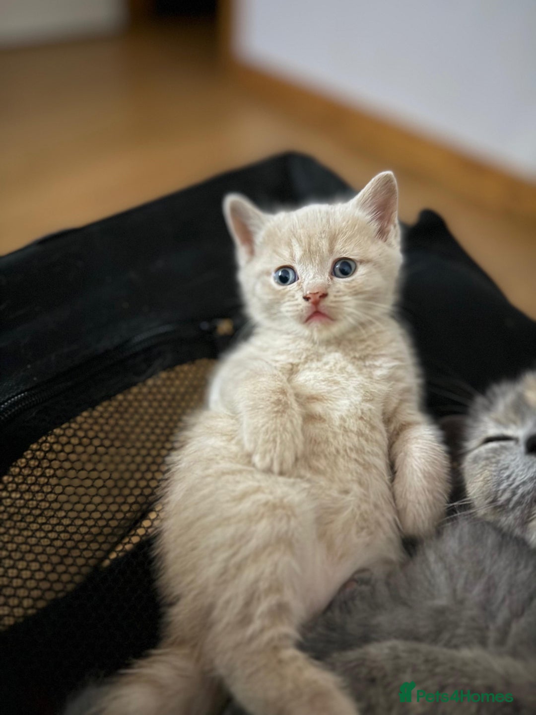 British Shorthair cats for sale: BRITISH SHORTHAIR BLUE/TORTIE/CREAM in Ramsgate - Image 15
