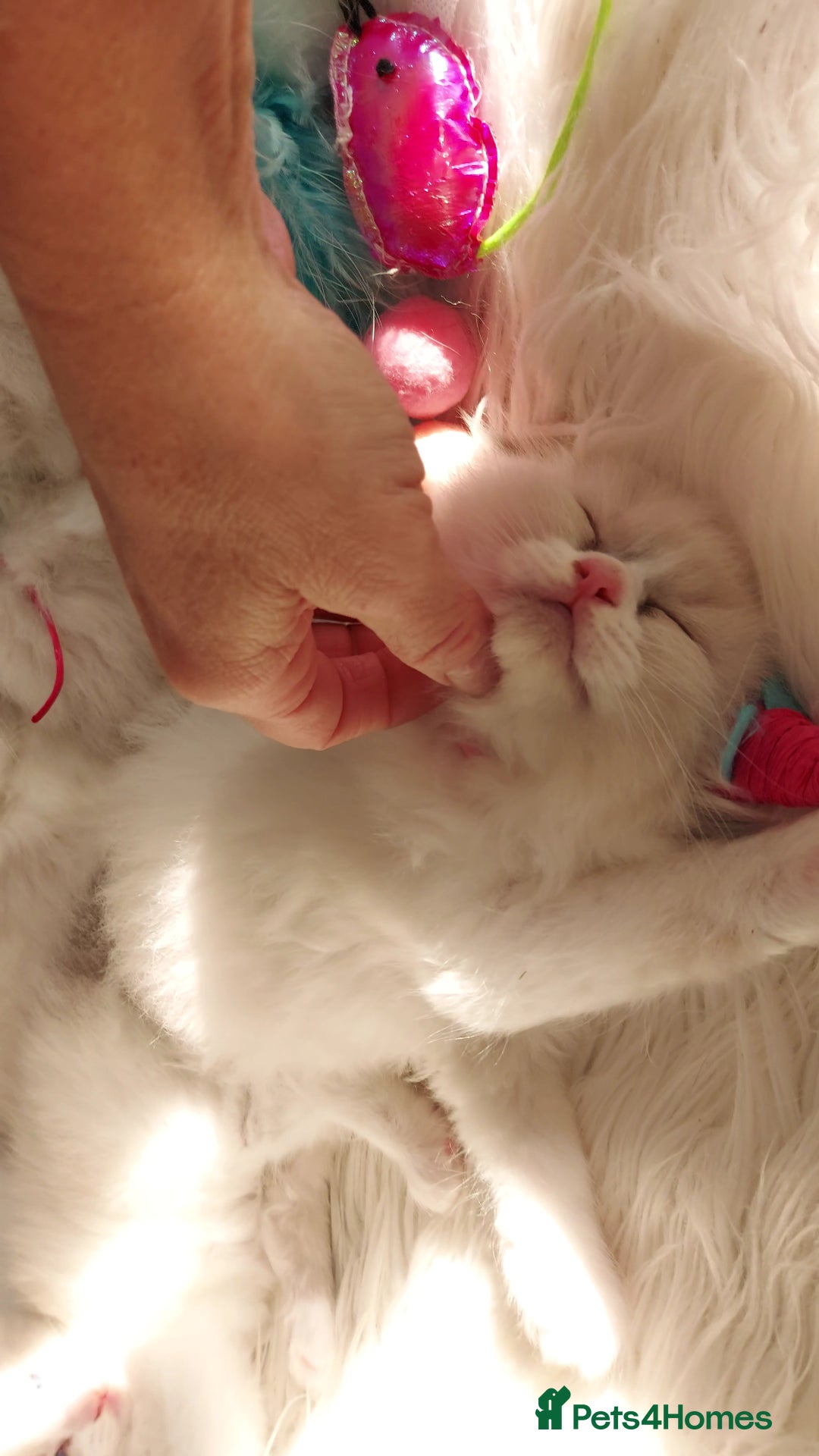 Ragdoll cats for sale: Beautiful Ragdoll kittens 😻😻😻 - Image 24